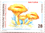 Cantharellus cibarius